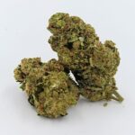 Amnésia Bud Indoor - 2GR